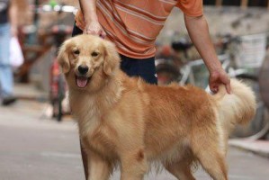 训练金毛犬叼东西的技巧（打造优秀宠物，从叼东西开始）