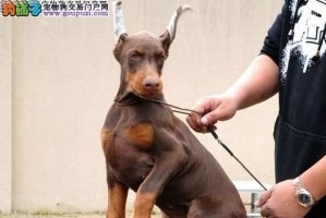 如何让迷你杜宾犬健康快乐成长？迷你杜宾犬饲养秘籍