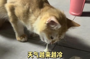 猫吃东西为什么会呕吐？（探究猫咪呕吐的原因及应对方法）