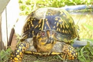 如何科学饲养东部箱龟（掌握这些方法，让你的宠物龟健康成长）