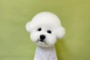 比熊犬的疫苗接种时间（了解比熊犬的初生阶段和疫苗接种时间，保护它们的健康成长）