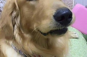 狗狗犯病后的特殊兴奋（探究狗狗犯病后为何表现得异常兴奋）