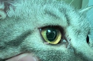 猫咪眼睛周围毛打结怎么办？（解决猫咪眼睛周围毛打结问题，让它们拥有清晰视野）