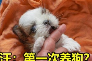 幼犬入家前后需知（为你的新家庭成员做好准备）