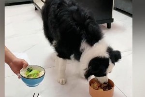 以边牧喂什么肉？（边牧的饮食需求及最佳肉类选择）