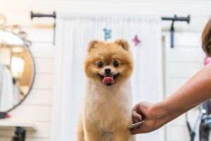 如何为博美补钙？（掌握这几个方法，让你的博美养得更健康）