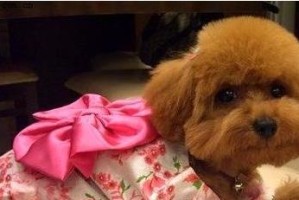 如何替泰迪犬剪趾甲（为你的爱宠提供最佳护理，减少受伤风险）
