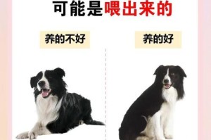 喂养边牧的注意事项（照顾边牧的方法与技巧）