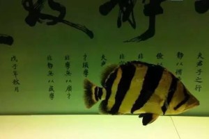 如何科学饲养泰国虎？（掌握15个诀窍，打造属于你的健康可爱小伙伴！）