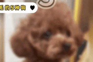为什么以狗夏天不爱脱毛？（探究狗夏天不爱脱毛的原因及解决方法）