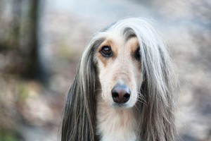 如何给阿富汗犬剪趾甲——宠物主人必知技能