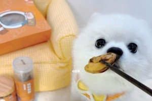 如何选择适合博美犬的狗粮？（了解博美犬的食物需求和选择好的狗粮）