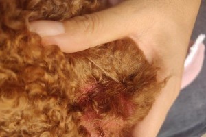 狗狗身上为什么会有皮屑？（探索狗狗身上皮屑的成因和处理方法）