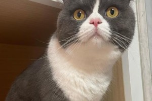 猫夏天为什么不吃东西的原因？（探索猫咪饮食习性与夏季食欲减退的关系）