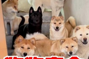 哪些狗狗的寿命较短？（揭秘狗狗寿命短的原因与预防方法）