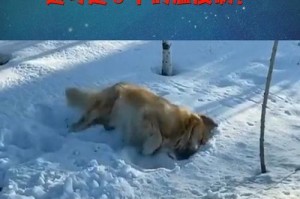 狗在什么温度下会冻死？（探究低温对狗的危害及应对之策）