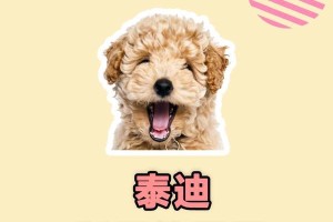 为什么4个月的泰迪狗狗一直叫？（探寻泰迪狗狗叫声的原因）