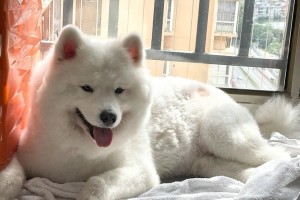 小狗为什么喜欢晒太阳（探索小狗晒太阳的原因及好处）