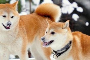 秋田犬掉毛怎么办？（解决秋田犬掉毛问题的实用方法）