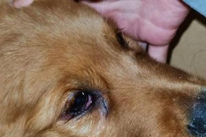 狗狗为什么容易感染冠状病毒？（探究狗狗感染冠状病毒的原因及预防方法）