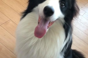 了解边牧犬（边牧犬的起源、特征和训练技巧）