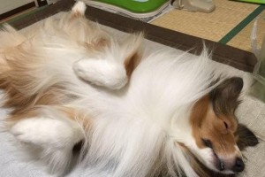 喜乐蒂掉毛原因及处理方法（帮助宠物主人解决烦恼，让喜乐蒂美容无忧）