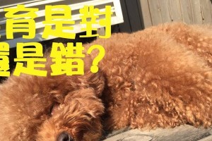 狗的绝育饮食指南（通过合理饮食控制实现狗的绝育效果）