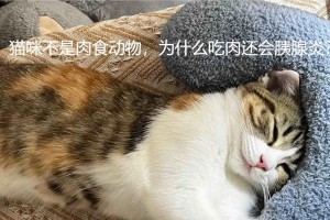 猫患慢性胰腺炎的症状与治疗（了解猫胰腺炎的常见症状和有效治疗方法）