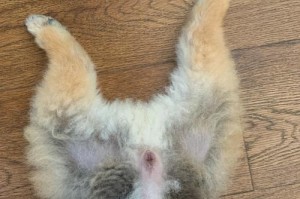 博美犬毛剃整技巧，打造迷人造型（掌握适合博美犬的理毛方法，展现其美丽与个性）