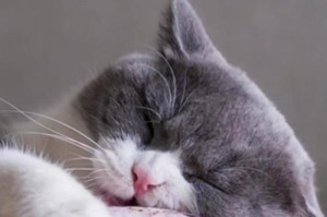 猫为什么老是咬我？（探究猫咬人的原因与解决方法）