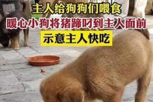 如何正确喂养幼犬（注意事项及）