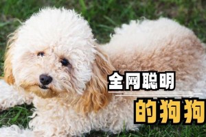 哪种狗狗最聪明？（探究聪明狗狗的品种及特点）