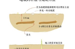 养护威尔士梗的方法（以宠物为主，做好养护工作）