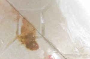 一年泰迪狗拉血所需药物及治疗方法（了解泰迪狗拉血药物治疗的必备知识）