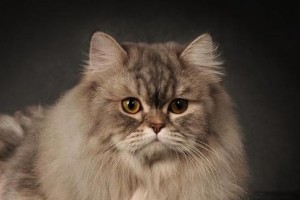 世界上最可爱的猫品种剖析（探索各个品种中最令人心动的猫咪们）