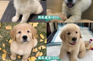 金毛幼犬合适出售的时间及注意事项（金毛幼犬出售年龄、健康检查和社交化培养等要点详解）
