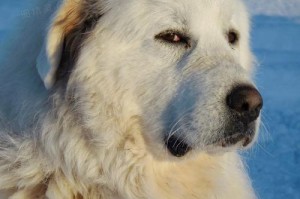 白熊犬的饮食需求及食物选择（白熊犬饲养指南）
