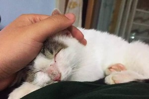 为什么猫咪总是蹭人？（探究猫咪蹭人行为的原因和意义。）