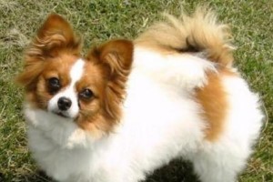 如何繁殖健康的蝴蝶犬（以蝴蝶犬的繁殖要求为主题，为宠物爱好者分享养犬经验）