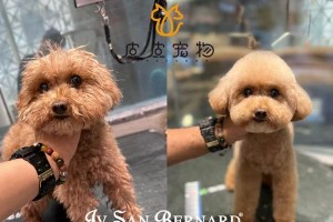 贵宾美容的重要性与频率选择（了解贵宾美容的）