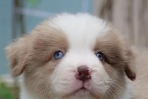 探索边牧蓝眼睛的奥秘（深入了解边牧蓝眼睛的起源、遗传特征和保健方法）
