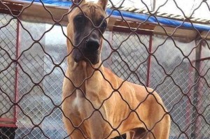 大丹犬训练的全面指南（从基本技能到高级训练，打造忠诚听话的大丹犬）