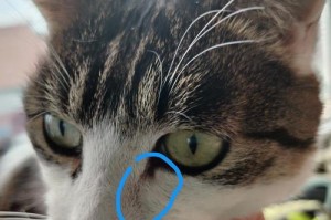 猫咪鼻子堵，你需要知道的过敏问题（了解猫咪过敏，避免宠物健康问题）