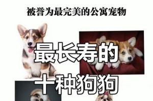 京巴狗的寿命有多久？（了解京巴狗的平均寿命、关键因素和延长寿命的方法）