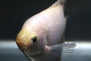 拉利毛足鲈饲养指南（健康饲养、科学管理，让您轻松养成一池清！）