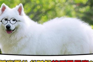 如何帮助你的萨摩耶解决便秘问题？（解决萨摩耶便秘问题的15种方法）